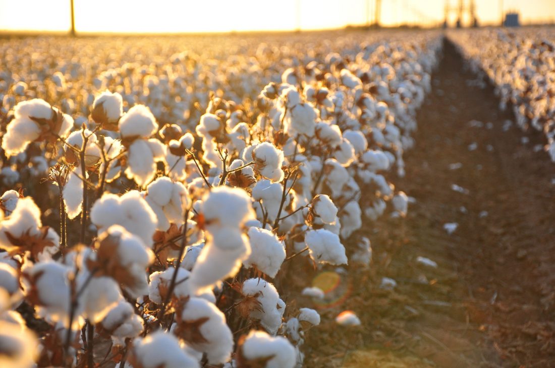 Vải cotton là gì ? sợi bông