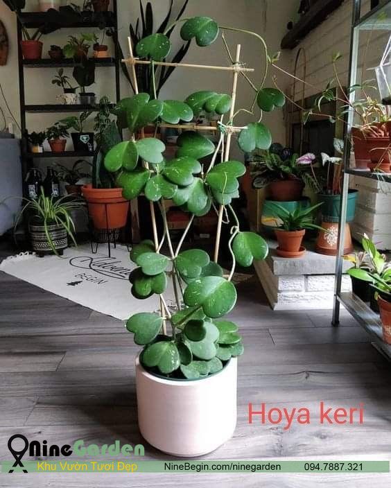 Hoa Hoya Kerrii - CHIẾC LÁ TÌNH YÊU 10