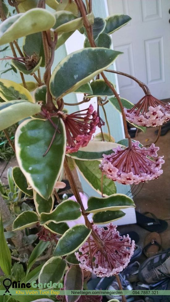 Hoa Hoya Carnosa Variegata - TAM SẮC CẦU LAN (Đột Biến) 15