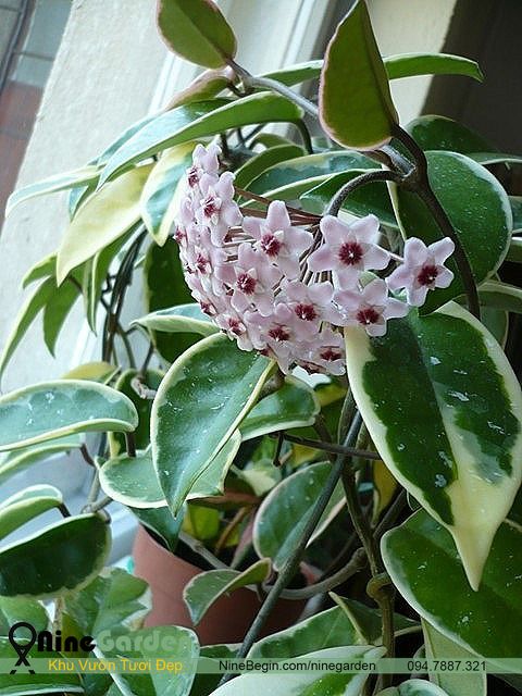 Hoa Hoya Carnosa Variegata - TAM SẮC CẦU LAN (Đột Biến) 16