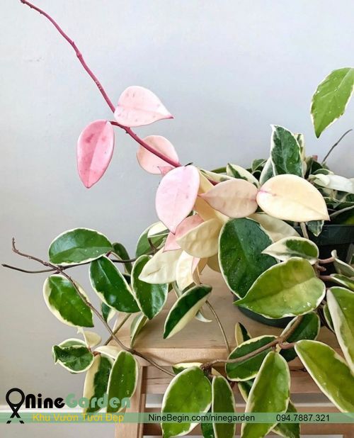 Hoa Hoya Carnosa Variegata - TAM SẮC CẦU LAN (Đột Biến) 14