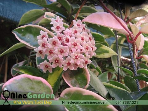 Hoa Hoya Carnosa Variegata - TAM SẮC CẦU LAN (Đột Biến) 12