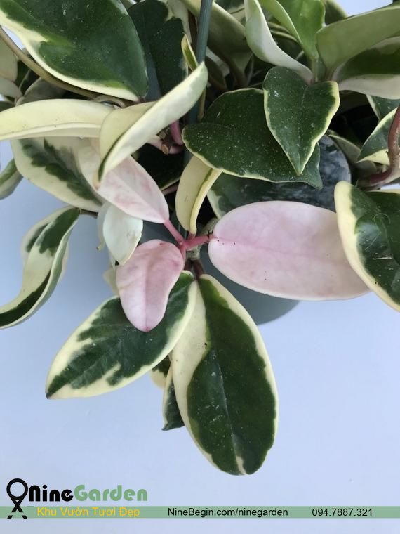 Hoa Hoya Carnosa Variegata - TAM SẮC CẦU LAN (Đột Biến) 19