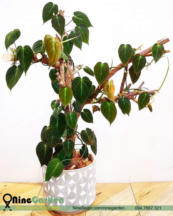 Philodendron micans 3