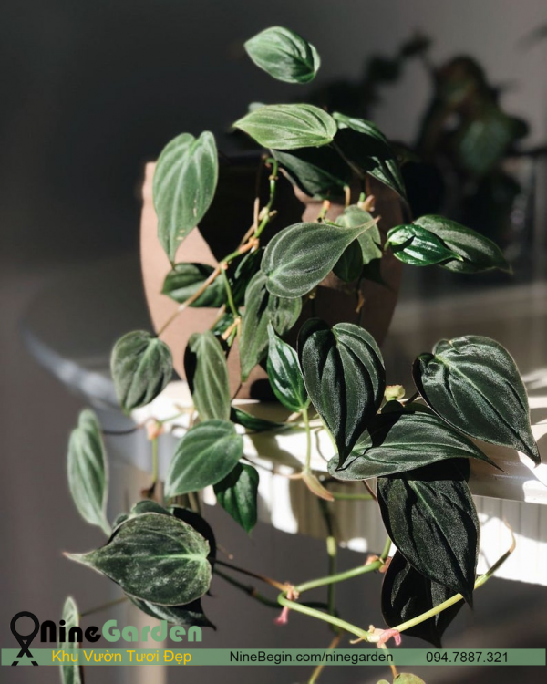 Philodendron micans 2