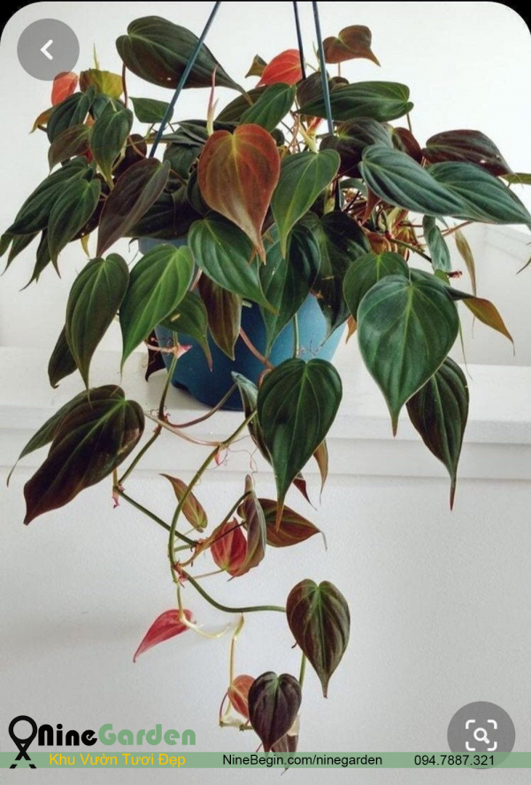 Philodendron micans 4