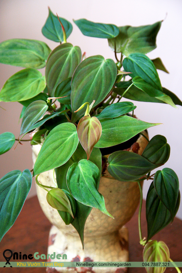 Philodendron micans 5