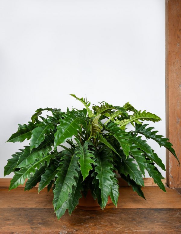 Philodendron Jungle Boogie - Cây Trầu Bà Cung Đàn 12