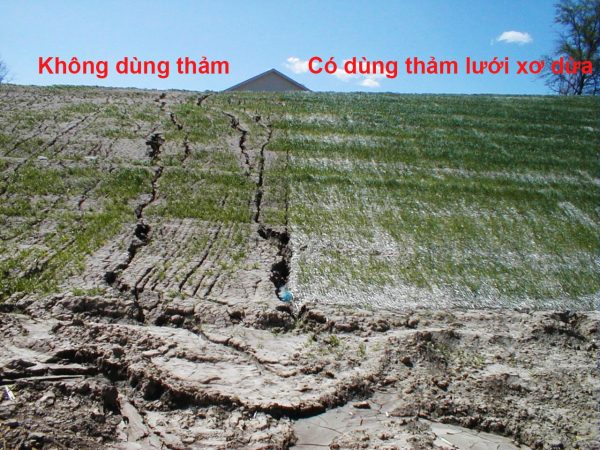 Thảm Lưới xơ dừa trải chân đồi gốc nghiên trồng cây chống xói mòn đất 5