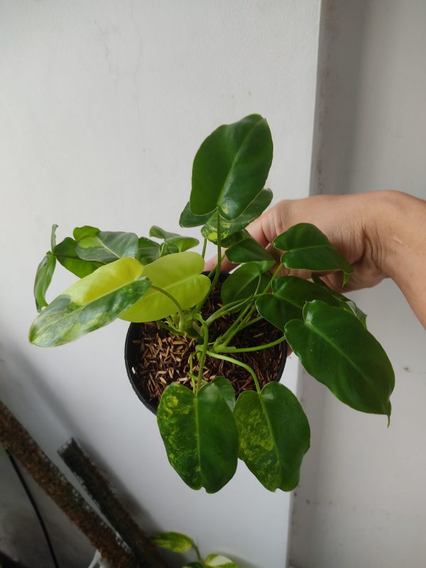 Philodendron Burle Marx Variegated - Cây trầu bà tỷ phú Var Chậu Nhỏ 12 cm 6