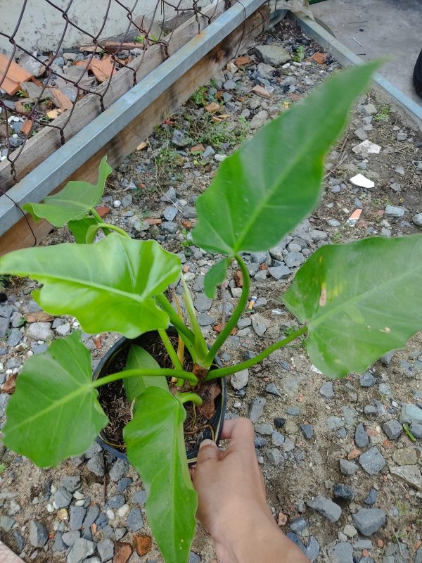 Philodendron Subincisum - cây Subin Nhỏ 1