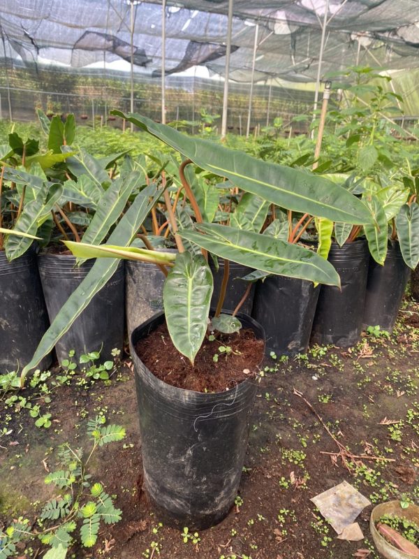 Cây Philodendron Billietiae hay Trầu Bà Hạc Chân Cam 3