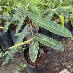 Cây Philodendron Billietiae hay Trầu Bà Hạc Chân Cam 1