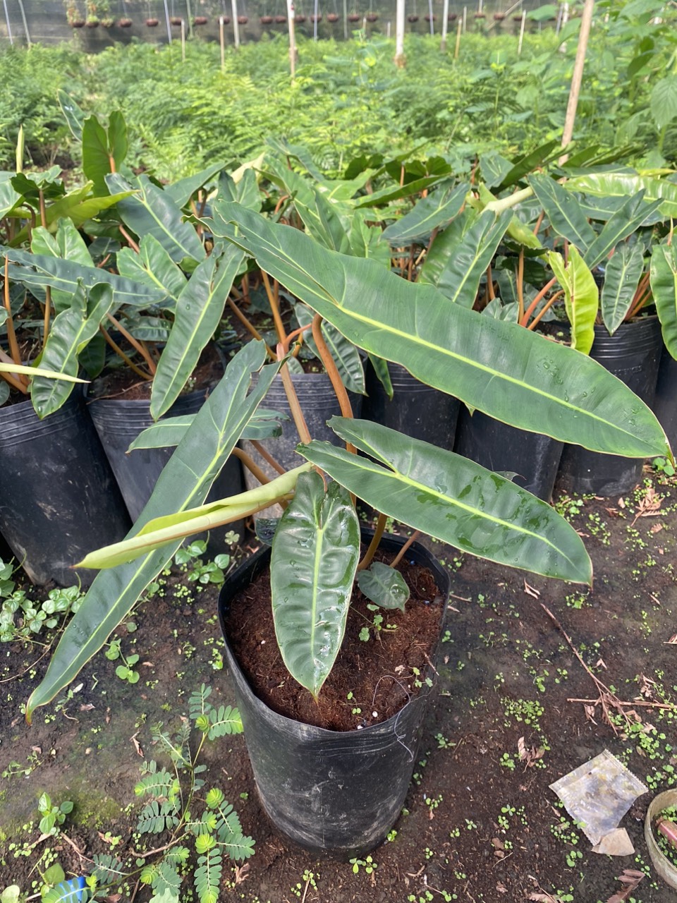 Cây Philodendron Billietiae hay Trầu Bà Hạc Chân Cam 1